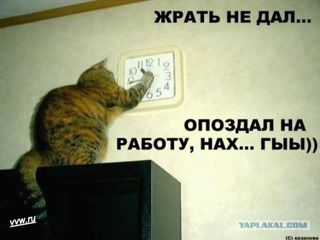 Котенька впервые увидел снег