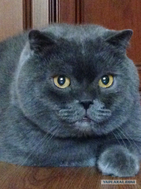 Котовторник 01.04.2014