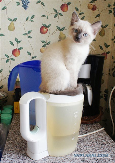 Котовторник   15.04.2014