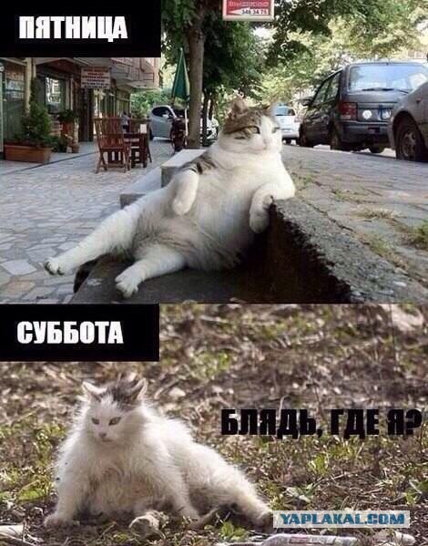 Котовторник 27.5.2014