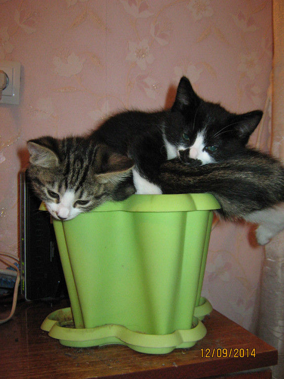 Котовторник 16.09.14
