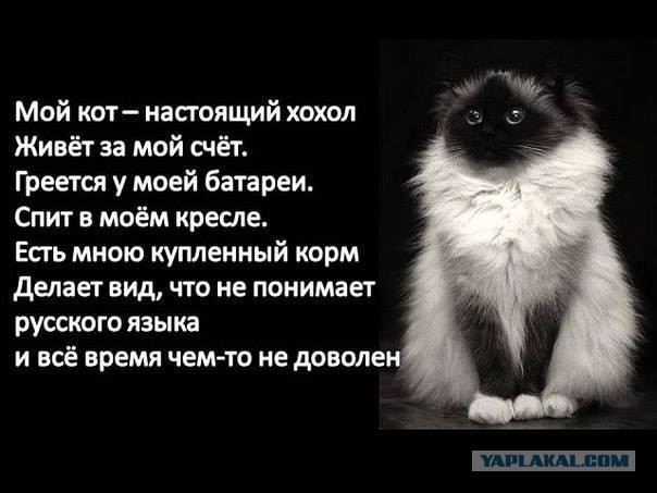 Подборка веселых картинок