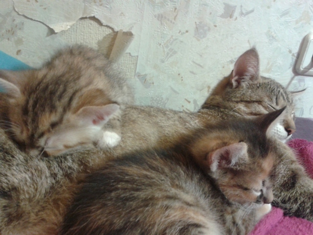 Котовторник 28.10.2014