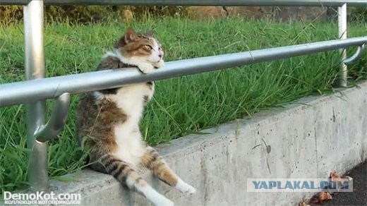 Как спят кошки: интересные факты
