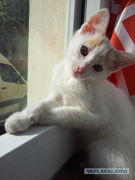 Котовторник 27.01.2015