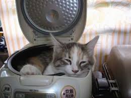 25 кошек, которые спят где угодно