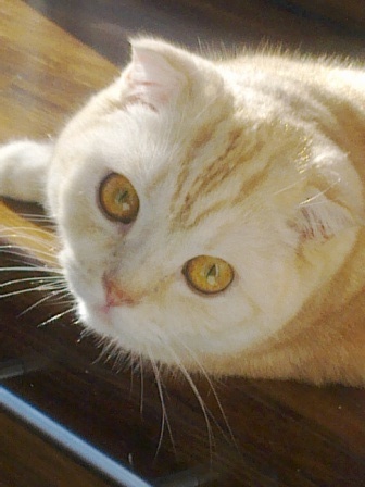 Котовторник