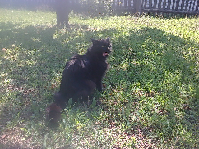 Котовторник  21.07.2015