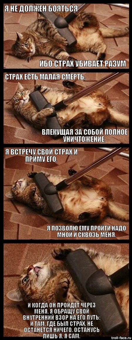 Неправильный кот