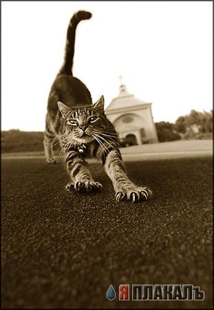 Коты, кошки, котята