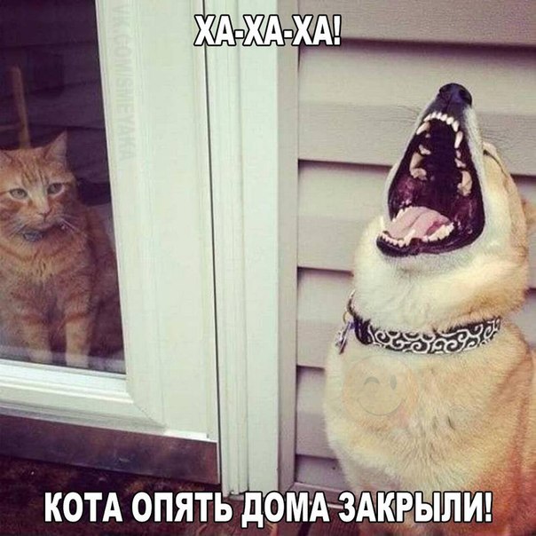 Прикольные картинки