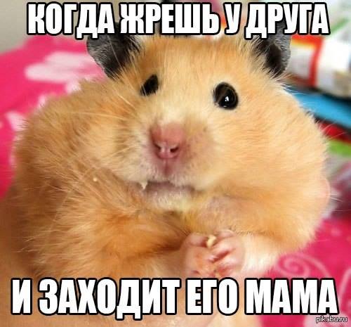 Прикольные картинки и демотиваторы