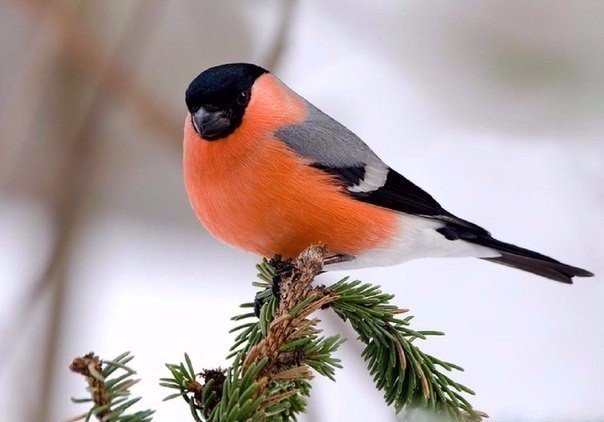 Прикольные картинки