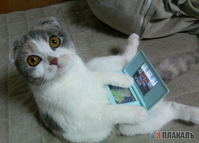 Коты, кошки, котята