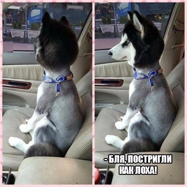 Мохнатые беспредельщики