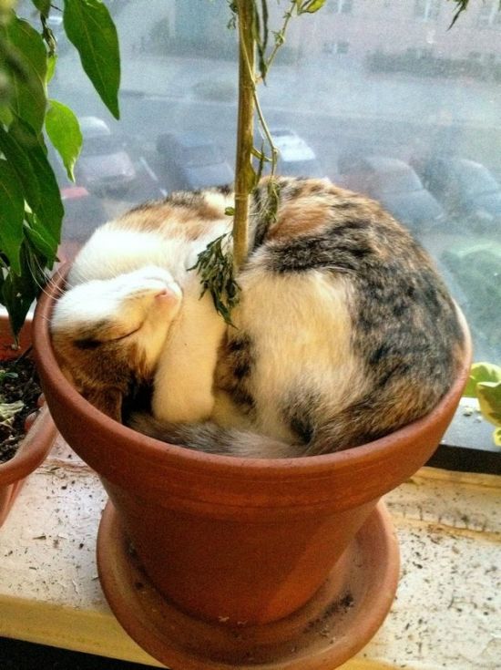 Для поднятия настроения.