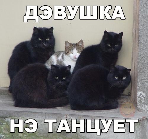 Прикольные животные