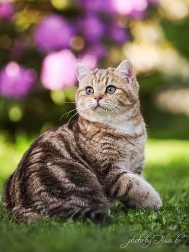 Коты из сети