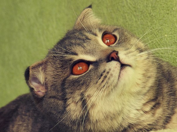 Коты из сети