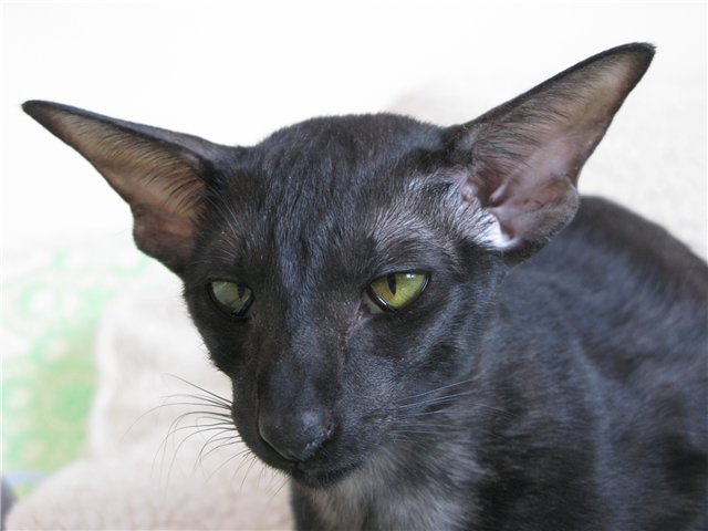 Кот грузинский