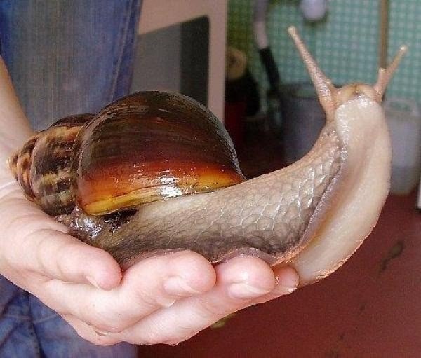 Самые смешные животные
