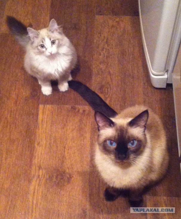 Котовторник  31.01.2017