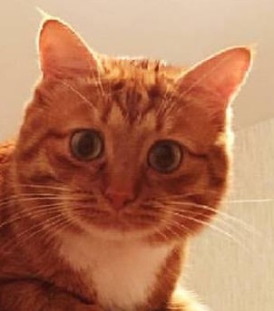 Котопёсо суббота
