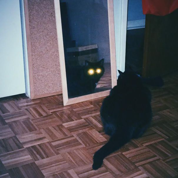 Коты и Кошки