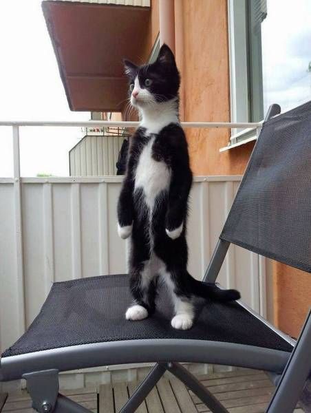 Коты и Кошки