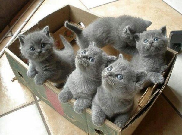 Коты и Кошки