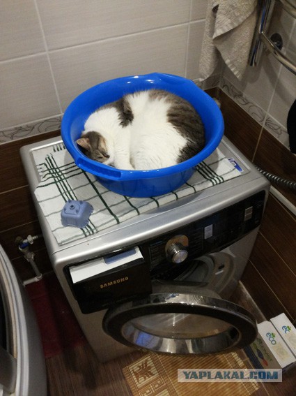 Когда ты величественный, безжалостный, грациозный убийца... но тебе дали пакетик