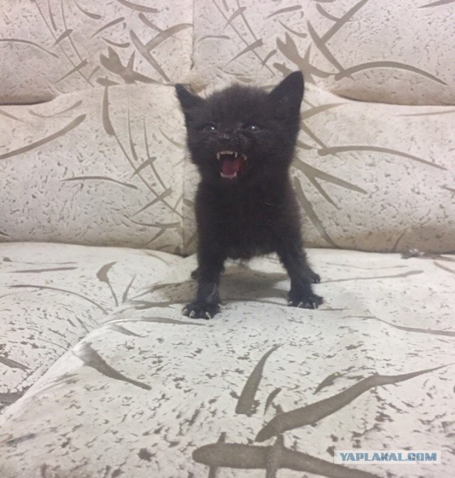 Крадущийся кусь, затаившаяся лапа. Фотограф снимает кошек, которые занимаются карате