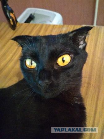 Котовторник  13.02.2018