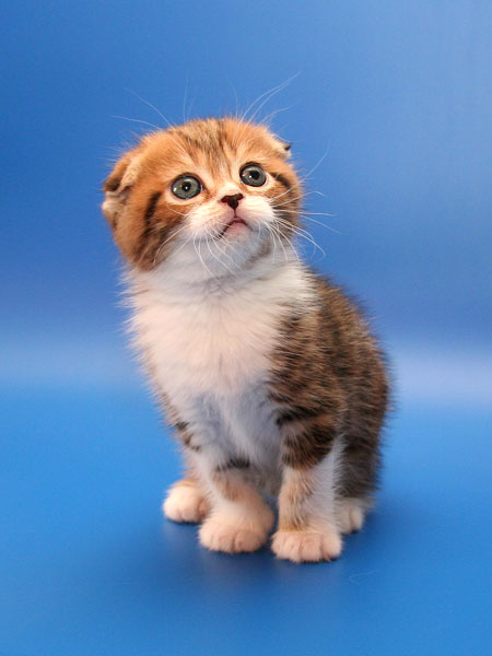 Котовторник на 26.02.08, КПМ клуб!