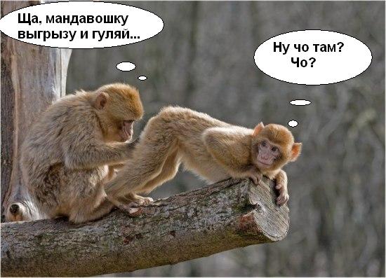 Прикольные обезьянки недели!