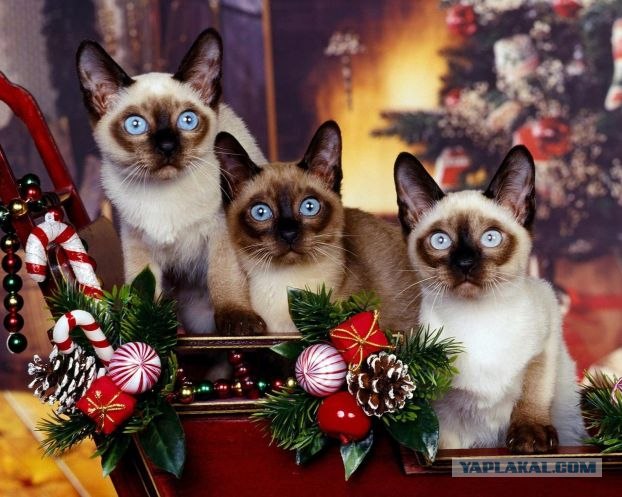кошаки