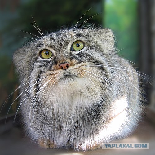 Эй! Ну погладь котика! Погладь кота