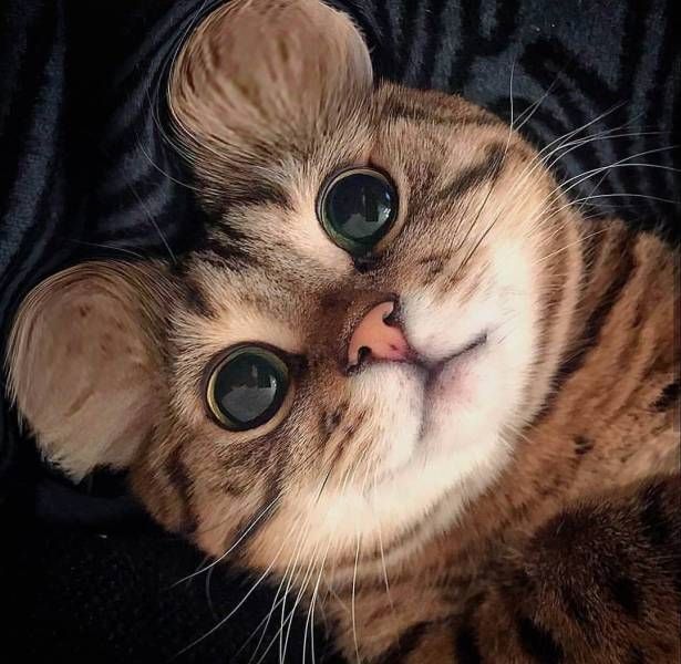 Немного милоты