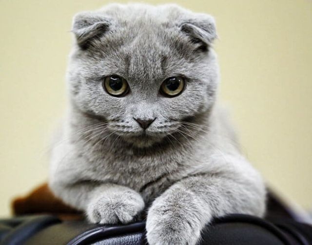 Прикольных котов пост