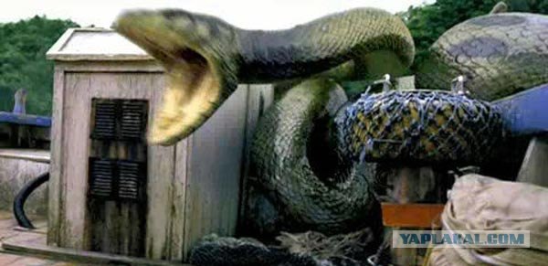 Огромная змея сожрала китайцев