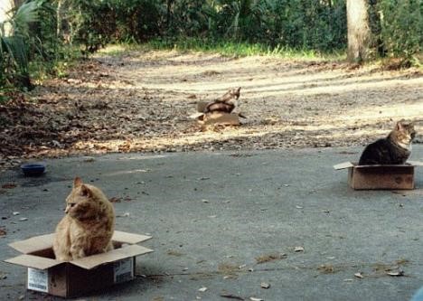 Почему кошки так любят коробки?