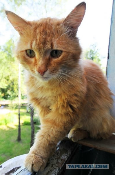 Котовторник на 29 июня