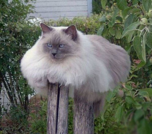 Сонный Котовторник
