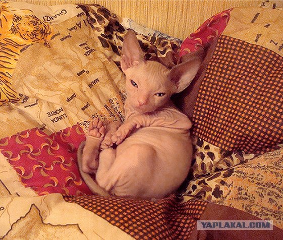 Котовторник 06.09.11