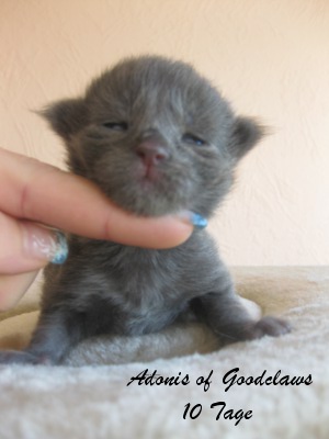 Котовторник 27.12.11