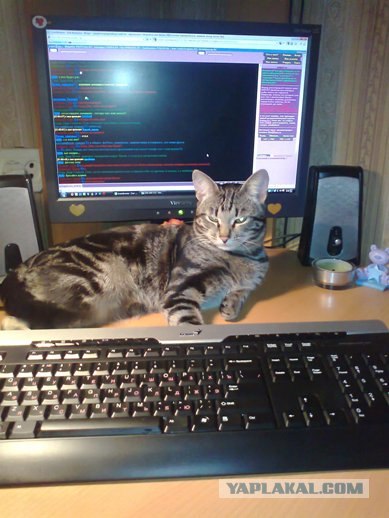 Котовторник (10.01.2012)