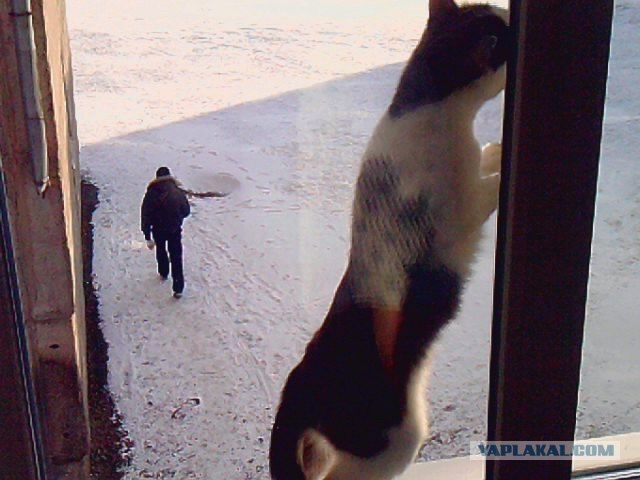 КОТОВТОРНИК (6.03.2012)