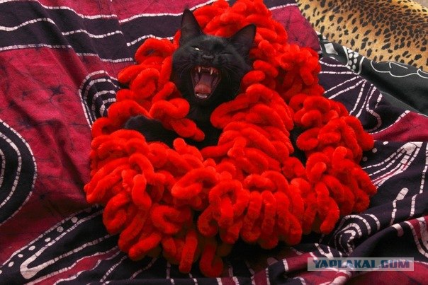 Котовторник 22.05.2012