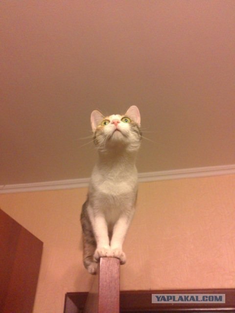 Котовторник 07.08.2012