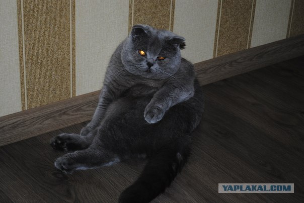 Котовторник  16.10.12